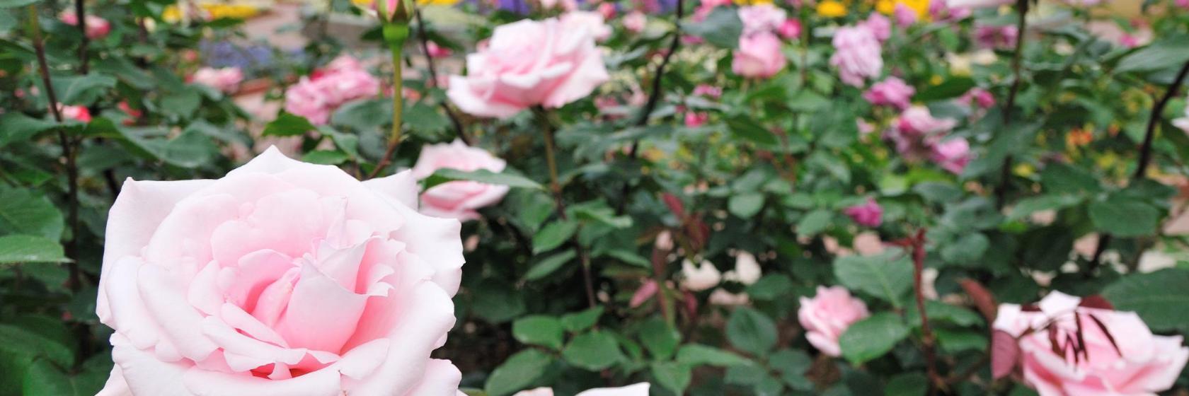 Fukuoka City Botanical Garden